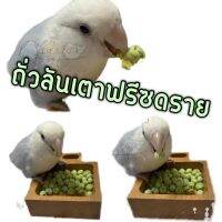 Freeze Dried Peas ถั่วลันเตาฟรีซดราย ขนมนก กรอบ นกกัดง่าย โดยเฉพาะนกขนาดเล็ก ขนมนกแก้ว อาหารนก