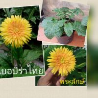 ต้นเยอบีร่าไทย เหลืองพระลักษ์ Thai Gerbera Ramayana