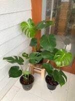 ราคาถูกที่สุด?? Monstera Giant มอนสเตอร่าไจเเอนท์ กระถาง 6 นิ้ว (สูง 45-65 cm.) ใบเเฉกเเล้ว ?ตรงปก!!