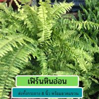 ? ต้นเฟิร์นหินอ่อน พร้อมลวดเเขวน ต้นไม้ฟอกออากาศ ต้นไม้แต่งบ้าน ไม้ประดับยอดนิยม