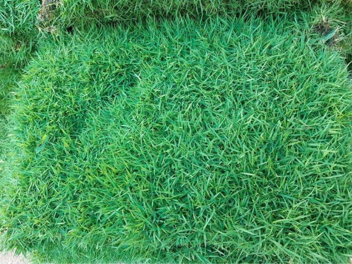 หญ้าญี่ปุ่น-หญ้าสนาม-หญ้าญี่ปุ่นเเท้-50x100cm-japaness-lawn-grass-หญ้าสด-หญ้าจริง-ส่งตรงจากไร่