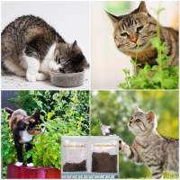 เมล็ด แคทนิป 1,000+เมล็ด ( Catnip Seed ) สายพันธุ์OP