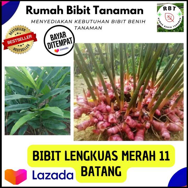 Paket Batang Bibit Pohon Lengkuas Lengkoas Laos Merah Laja