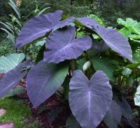 flash sale ?แบล็ค เมจิก ส่งแบบตัดใบห่อราก บอนดำ colocasia black magic แท้ 100%