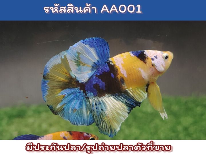 ปลากัดเยลโล่-เพศผู้พร้อมรัด-ขนาด1-5นิ้ว-เกรดaa