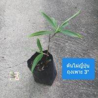 ต้นไผ่ญี่ปุ่น ใบเรียวสีเขียว
Japanese bamboo tree
ถุงเพาะ 3"
ลำต้นเล็กตรง มีใบเรียวสีเขียวแตกตามข้อปล้อง
ออกดอกสีขาวเป็นพุ่มกลม
เหมาะในการประดับบ้านและสวน
แดดรำไร หรือครึ่งวัน
รดน้ำวันละครั้ง
ทนแล้ง
เลี้ยงง่าย