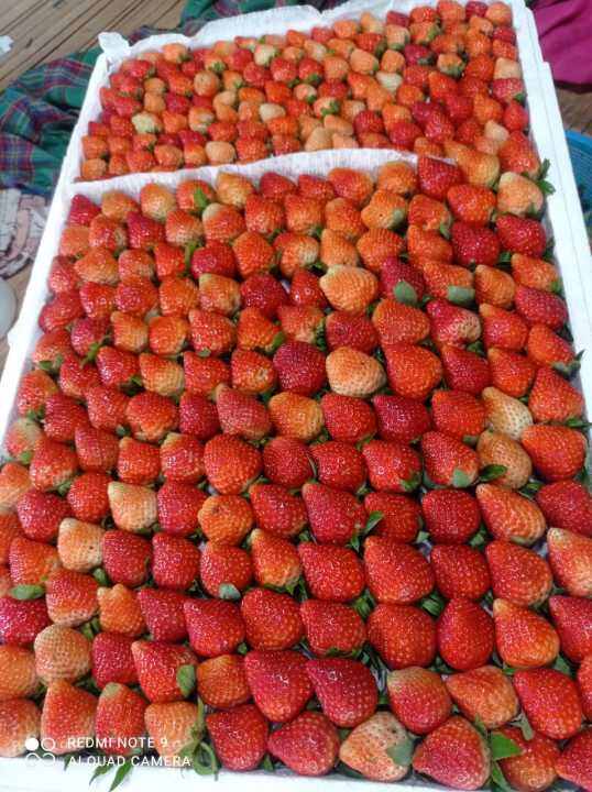 strawberry-super-1-kg-lazada-indonesia