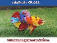 ปลากัดนีโม่ สีสดเพศผู้พร้อมรัด ขนาด1.5 นิ้ว เกรดAA