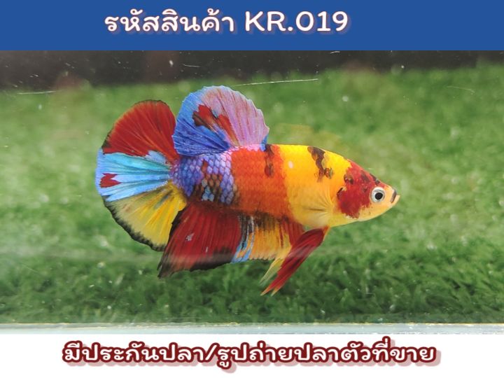 ปลากัดนีโม่-สีสดเพศผู้พร้อมรัด-ขนาด1-5-นิ้ว-เกรดaa