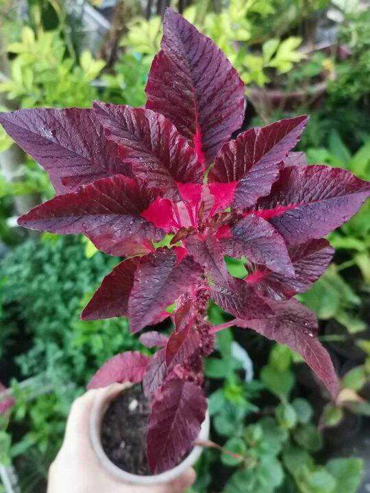 Molten Fire Amaranth outdoor plant | Lazada PH