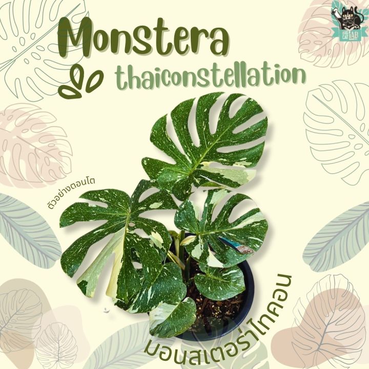 monstera-thai-constellation-มอนสเตอร่าไทคอน-ด่างสวยๆ-เลือกต้นได้