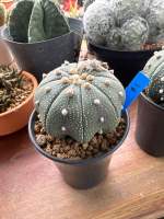 แอสโตรไฟตัม Astrophytum กระถาง 2 นิ้ว