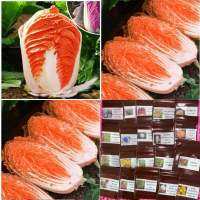 เมล็ด ผักกาด สีส้ม  ( Orange Chinese Cabbage Seed ) บรรจุ 100 เมล็ด ของแท้ 100%