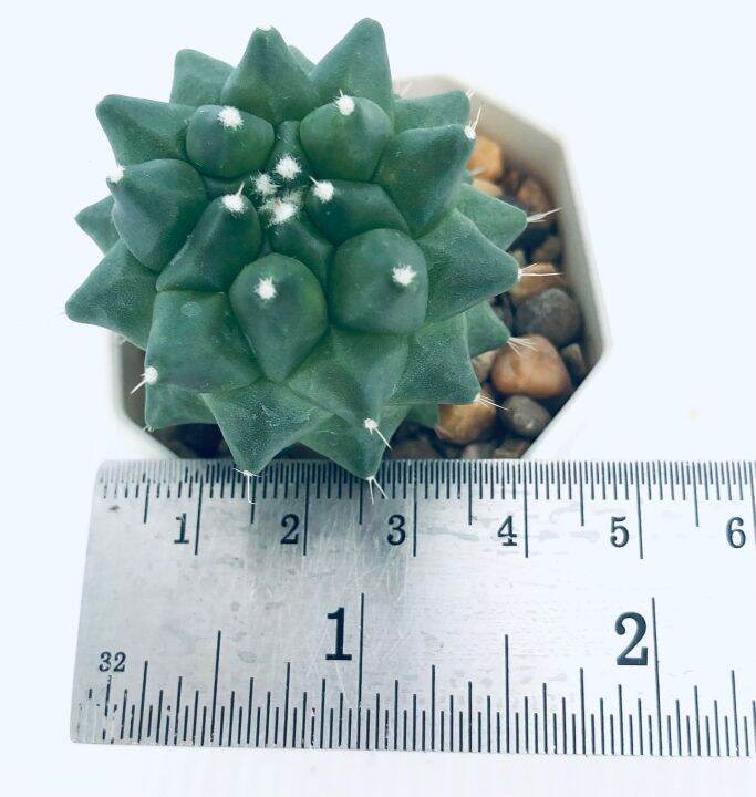กระบองเพชร-แคคตัส-แมมอิรุซามุ-mammillaria-erusamu