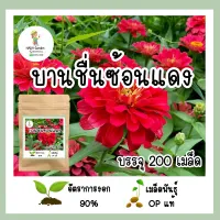 เพิ่มปริมาณสุดคุ้ม เมล็ดพันธุ์ บานชื่นซ้อนสีแดง 200 เมล็ด !! เมล็ดพันธุ์OPแท้