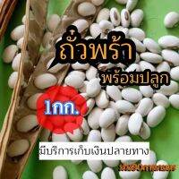 ✅ ถั่วพร้า เมล็ดถั่วพร้า 1 กิโลกรัม(รับประกันการงอก)