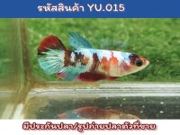 ปลากัดนีโม่กาแล็คซี่ เพศเมียพร้อมรัด ขนาด1.4นิ้ว