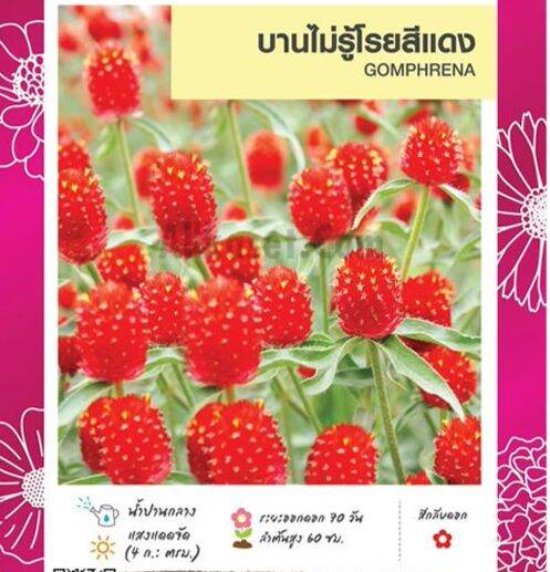 เมล็ดพันธุ์ดอกบานไม่รู้โรย-100เมล็ด