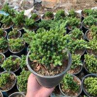 สนเลิ้อยแคระ (Juniper procumbens) กระถาง 5 นิ้ว ใบถี่ละเอียด เหมาะนำไปทำ Bonsai