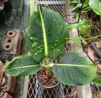 ดิฟเฟนบาเกีย รีเฟคเตอร์  Dieffenbachia reflector