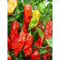 เมล็ด พริกผิวย่น CHOST CHILLI PEPPER บรรจุ 10 เมล็ด