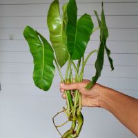 พิโลเขียว​ ฟิโลเดนดรอนมรกตหยก Philodendron Burle marxii ไม้ฟอกอากาศ