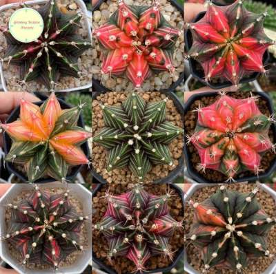 [ GYMN2 ] Gymnocalycium ยิมโนคาลิเซียม ไม้เพาะเมล็ด ยิมโน ไม้เมล็ด ยิมโนด่าง แคคตัส กระบองเพชร ยิมด่าง ไม้ด่าง ต้นไม้