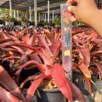 สับปะรดสี Ae.Bracteata Red หรือจระเข้แดง  ไม้ตัวนี้สามารถโตได้ถึง 1 เมตร สีแดงสวยน่าจะสม