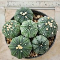 Astrophytum แอสโตร ไฟตัม พอตล่ะ 50 บาท