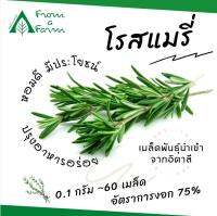 From a Farm | ฟอร์มอะฟาร์ม เมล็ดโรสแมรี่ Rosemary  0.1 g. 60 เมล็ด สมุนไพรหอมดี มีประโยชน์ ปรุงอาหารอร่อย นำเข้าจากอิตาลี