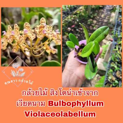 กล้วยไม้ สิงโตนำเข้าจากเวียดนาม Bulbophyllum Violaceolabellum