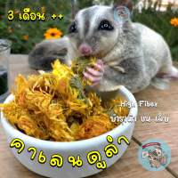 ( CALENDULA ) ดอกคาเลนดูล่าอบแห้ง คาเลนดูล่า calendula อัญชัน อัญชันอบแห้ง ดอกไม้ อาหาร ขนม อาหารเสริม ชูการ์ สัตว์เล็ก สัตว์เลี้ยง