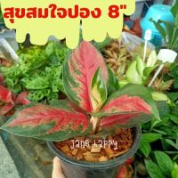 สุขสมใจปอง ส่งในกระถาง 8 นิ้ว  ไม้ตระกูลแก้วกาญจนา