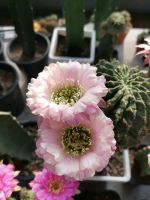 กระบองเพชร Cactus หน่อเด็ดสด อิชินอปซิส echinopsis รหัส ROKOKO ขนาดหน่อ 2 - 3 ซม.