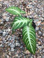 Caladium Lindenii "Magnificum" หรือ #ซานโตโซมา ลินเดนนิอาย (Xanthosoma lindenii) ไม้ใบสวยที่มีใบสีเขียวเข้มตัดกับเส้นขาวบนใบเด่นชัด