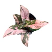 เงินไหลมาด่างชมพู ไซส์มินิกระถาง 3 นิ้ว 3-4 ใบ (Syngonium pink splash) Pot”3