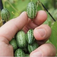 เมล็ดพันธุ์ แตงกวาจิ๋ว เม็กซิกัน (Mexican Sour Gherkin Cucumber Seed) บรรจุ 3 เมล็ด คุณภาพดี ของแท้