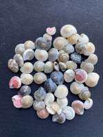 mini ruby shells genuine shells mini seashells natural handicrafts 8baht=10g