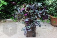 ก้ามปูหลุด Wandering jew, Inch plant ไม้ประดับกระถางปลูกง่าย