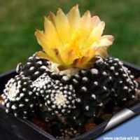 โคเปียโป Copiapoa tenuissima กระถาง 2 นิ้ว (ต้นเล็ก)