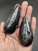 ? ฟอสซิล ออร์โธเซอรัส ( Orthoceras sp. Fossils ) มี 2 แบบ ให้เลือก ?
? เป็นกลุ่มสัตว์จำพวก นอติลอยด์ ลักษณะคล้ายหมึก ชนิดเเรกๆ บนแผ่นหิน ที่ส่วนตัวมีการขัดเงาเพื่อให้เห็นลวดลายสวยงามที่ชัดเจน

⛏