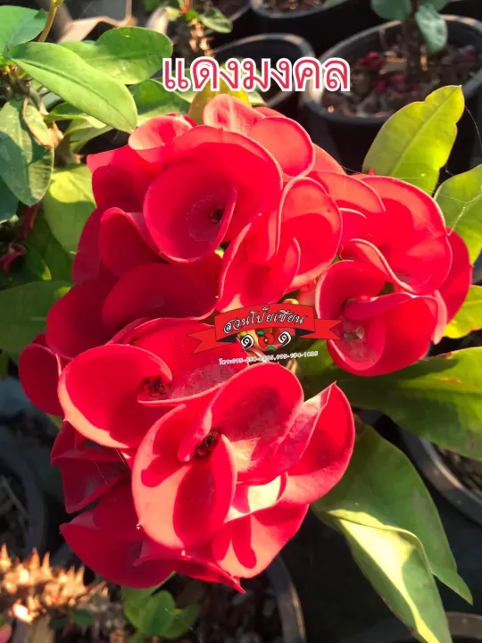 กิ่งชำโป๊ยเซียน สายพันธุ์ แดงมงคล ดอกสีแดงสด ดอกใหญ่