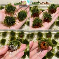 มอสน้ำเกาะหิน •Size Mini• มอสพันหิน เซรามิคริง Moss แต่งตู้ปลา/ตู้ไม้น้ำ/โหลปลากัด