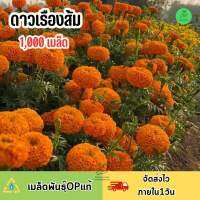 เมล็ดดอกดาวเรืองสีส้ม 1,000 เมล็ดชุดจัดชมสวน