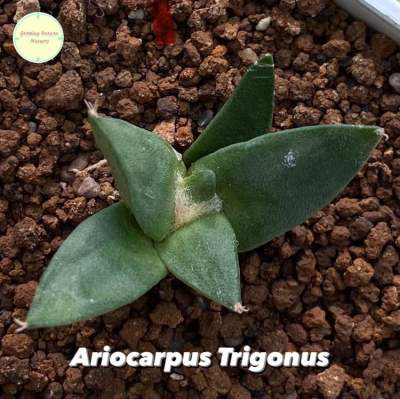 อริโอคาปัส ไตรโกนัส (Ariocarpus Trigonus) ⭕️ มีรอยที่ใบบ้างน้า ⭕️ ไม้เมล็ด อริโอ แคคตัส กระบองเพชร ไม้อวบน้ำ ต้นไม้