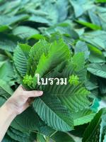 ?4 กิโลกรัม 310.-??ใบรวม-ใบต้ม-ใบเศษ? ((รับเคลม))?ไม่ฉีดยาเคมี-อินทรีย์ ?% เจ้าของสวนขายเอง