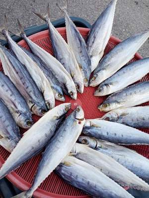 ปลาสีเสียดแดดเดี่ยว ออร์แกนนิค จากประมงในพื้นที่ปัตตานี อร่อยไม่เค็ม เนื้อหวาน