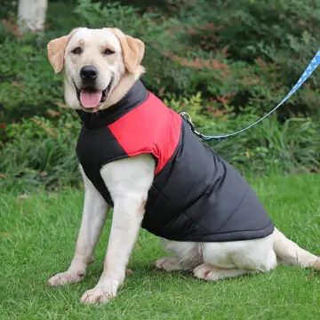 Golden shop retriever jacket