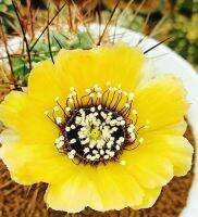 Cactus Lobivia หน่อเด็ดสด  jajoiana mn 30 with yellow flowers