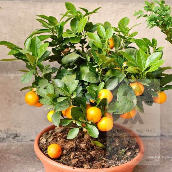 Satsuma Tangerines Citrus grafted Dwarf Variety Lazada PH